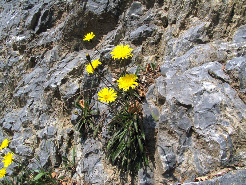 Leontodon tenuiflorus / Dente di leone insubrico.